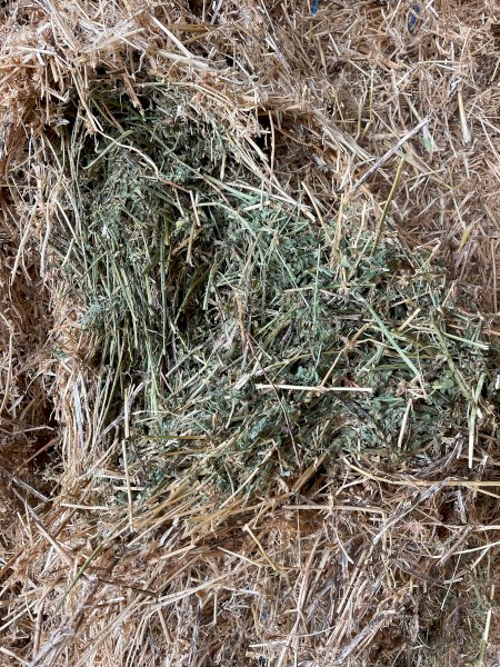 80mt Lucerne Hay 650-700kg 8x4x3 Bales