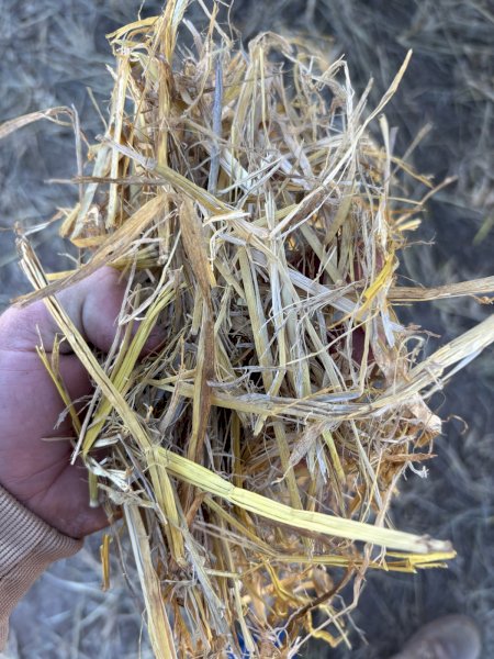 Rice Straw