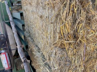Rice Straw