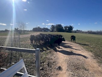 18 x Angus Heifers