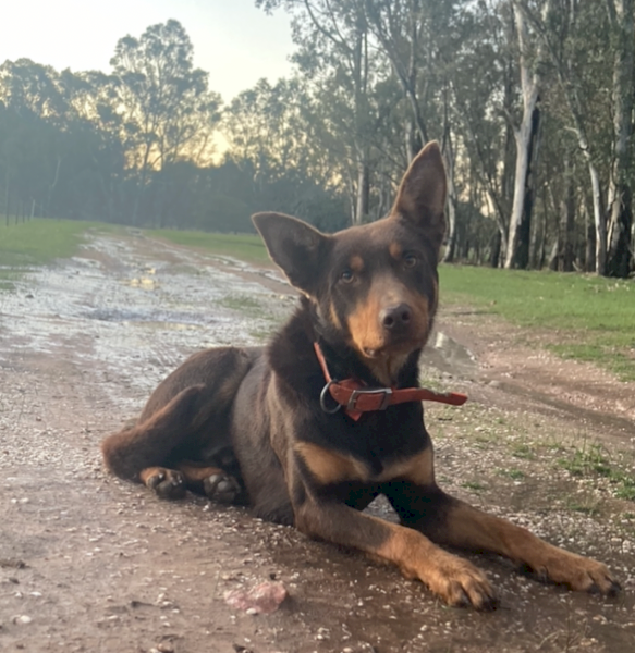 Red and Tan Kelpie Dog