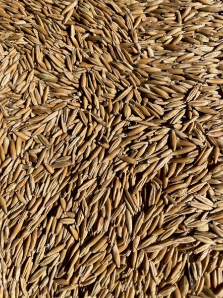 50MT Yiddah Feed Oats