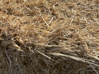 300 x Barley Straw 500-550kg 8x4x3 Bales