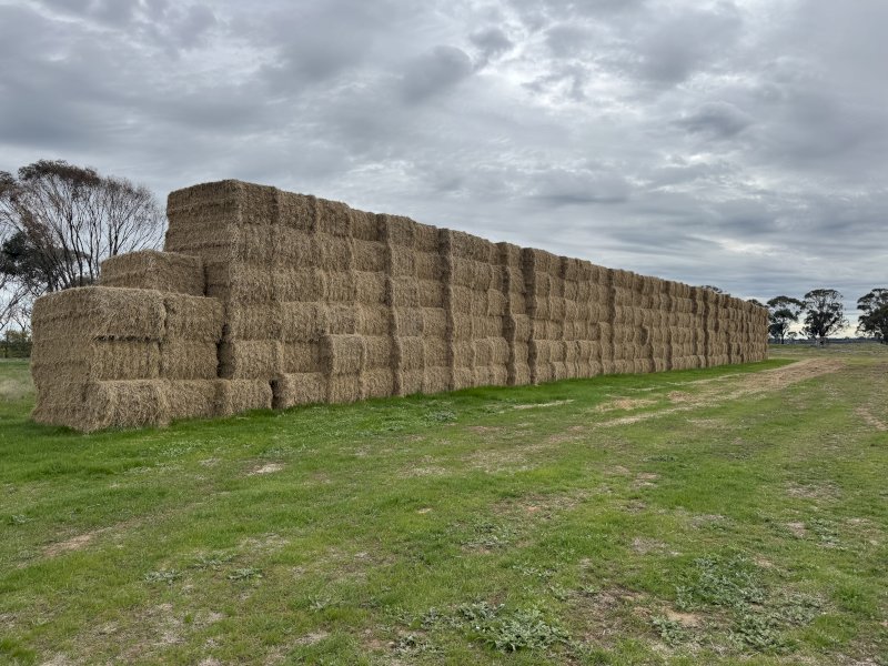 100 Bales of Rice Straw