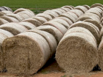 60 x Rice Straw 5x4 Round Bales