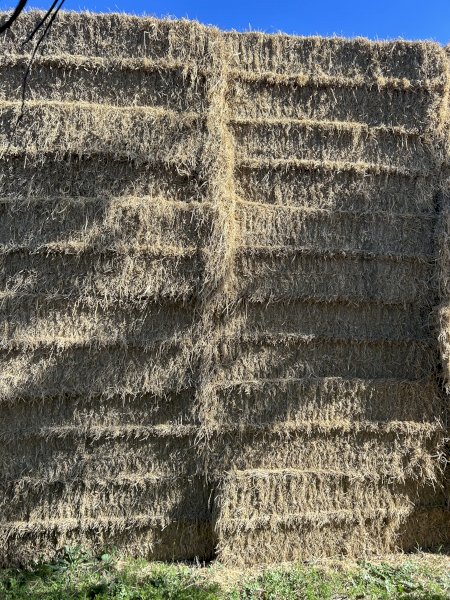 200 Bales of Rice Straw