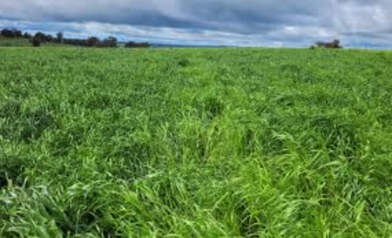 Pasture Booster - Ex Geelong