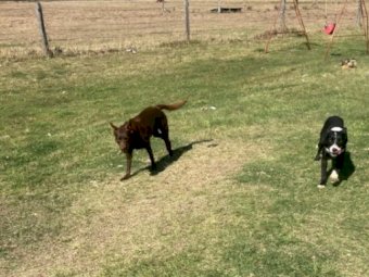 Kelpie puppy