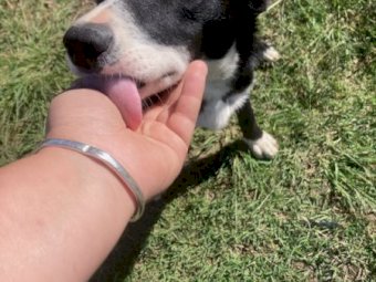 Kelpie puppy