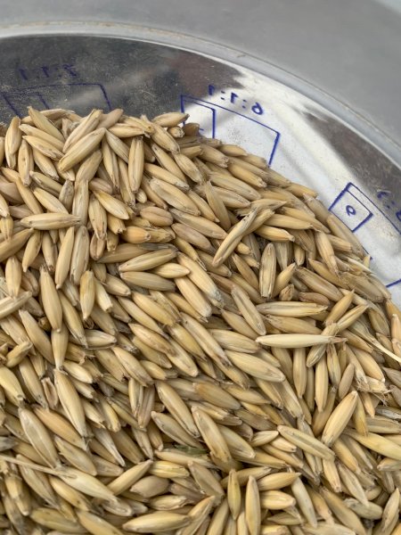 45MT Bilby Feed Oats