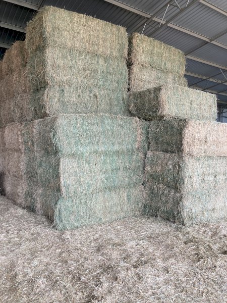40 x 8x4x3 Bales 3rd Cut Lucerne Hay