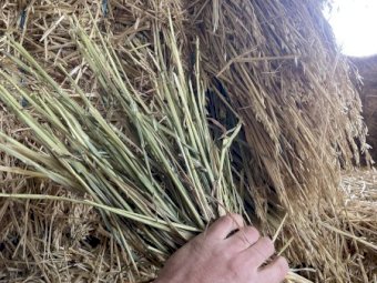 24 Season Oaten Hay