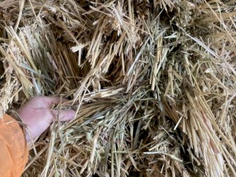 24 Season Oaten Hay