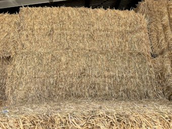 40-50mt Barley Hay 650kg 8x4x3 Bales