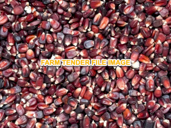 WANTED Red maize