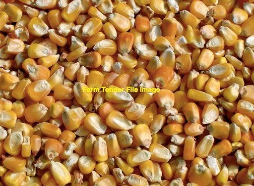 44mt Feed Maize