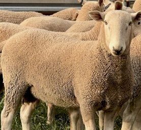 Border Leicester Rams.
