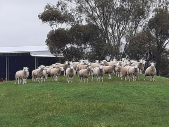 Greenview Dorset Stud Rams x 5
