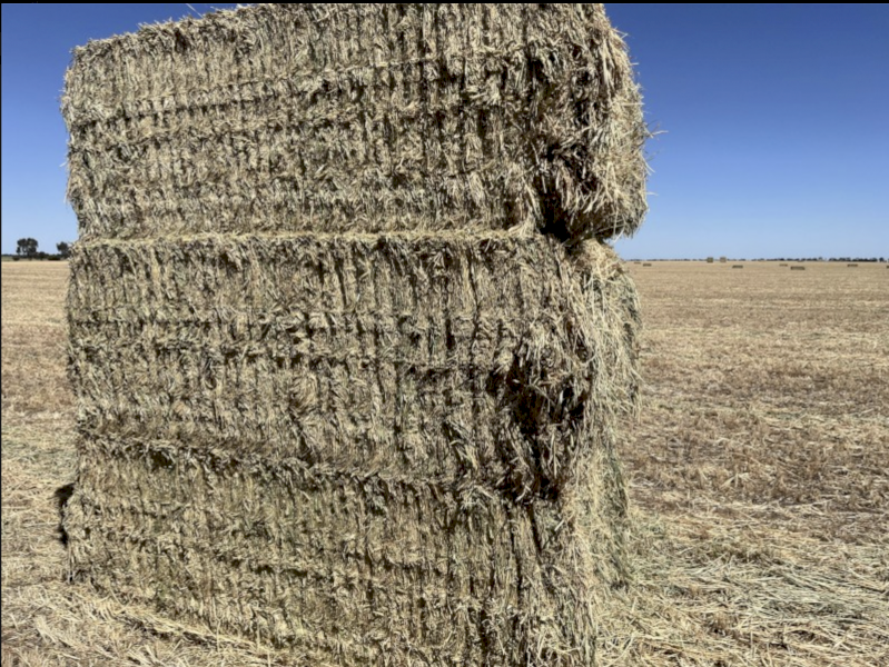 B Double Load Barley Vetch Hay 670kg 8x4x3 Bales
