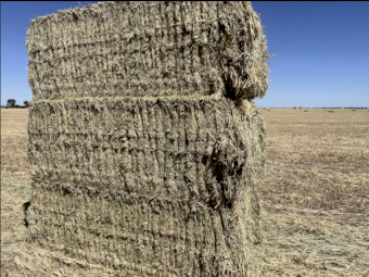 B Double Load Barley Vetch Hay 670kg 8x4x3 Bales