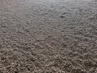 100mt Faba Beans