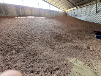 100mt Faba Beans