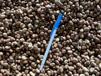 100mt Faba Beans