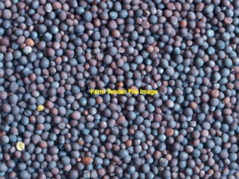 40MT Rasina Vetch Seed