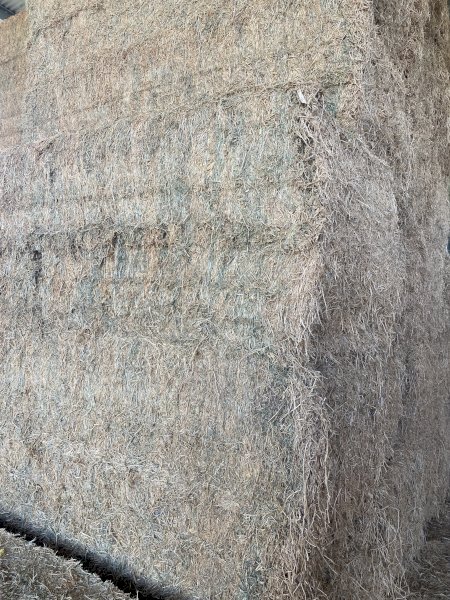 Barley Straw