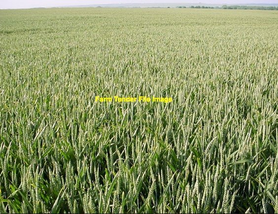 EOI 250-300mt Wheaten Hay 8x4x3 Bales