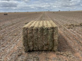 450mt Pea Hay 500kg 8x4x3 Bales