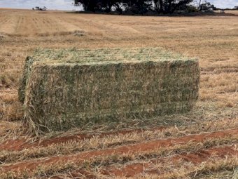 500mt Barley Hay 680kg 8x4x3 Bales