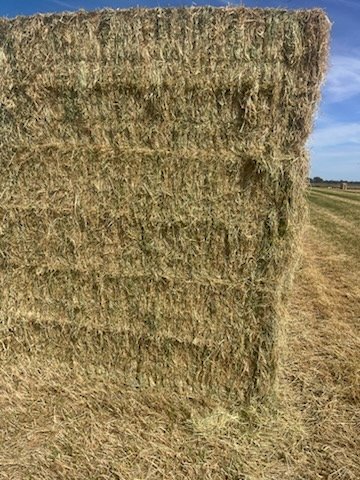 150MT Ryegrass Hay 3X3 or 4X3 Bales