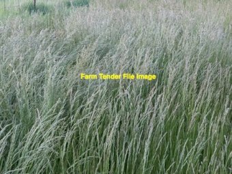 EOI 60ha Barley and Rye Standing Crop