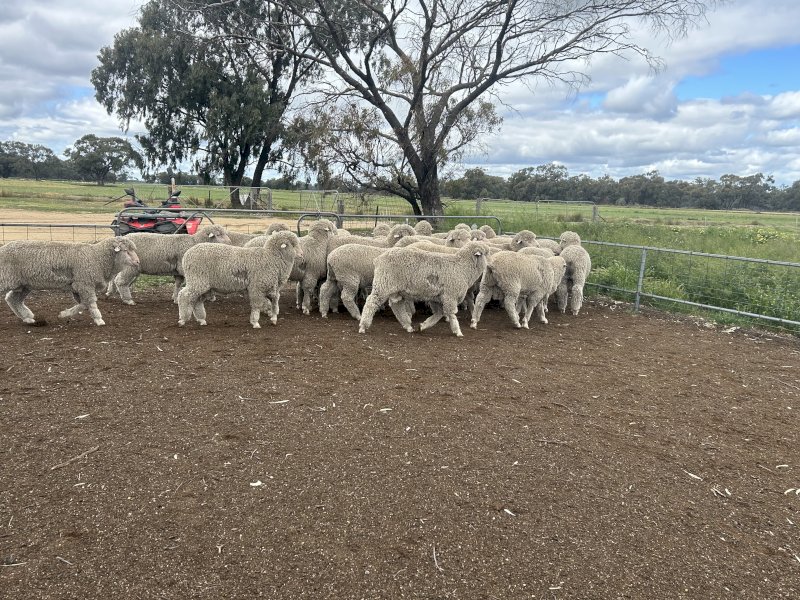 2024 Merino paddock Rams
