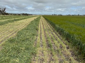 EOI Barley Hay 8x4x3 Bales