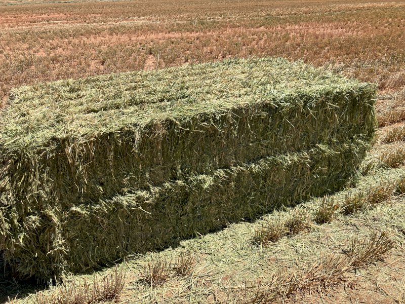 200mt Barley Hay 650-700kg 8x4x3 Bales