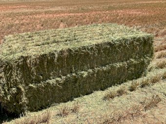 200mt Barley Hay 650-700kg 8x4x3 Bales