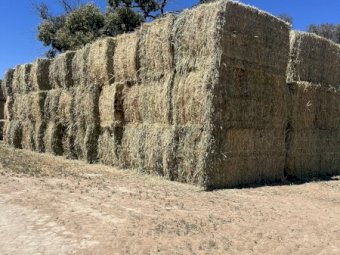 100mt Wheaten Lucerne Hay 980kg 8x4x4 Bales