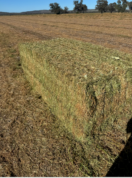135mt Vetch Hay 700kg 8x4x3 Bales