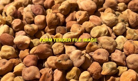 WANTED 1000 ton of Desi Chickpeas