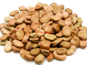 25/26 Faba  Beans