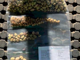 25/26 Faba  Beans