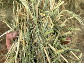 Barley Hay with some Rye Grass