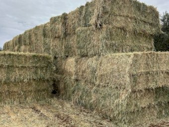25' Season Barley Hay