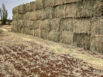 25' Season Barley Hay