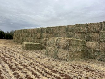 25' Season Barley Hay