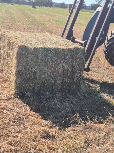 25MT Vetch Hay 8X4X3 Large Square Bales
