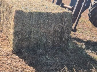 25MT Vetch Hay 8X4X3 Large Square Bales