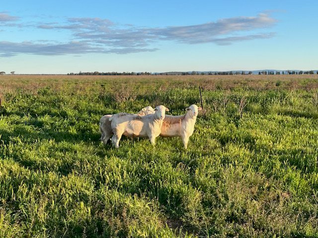 White Dorper Rams Registered breeder